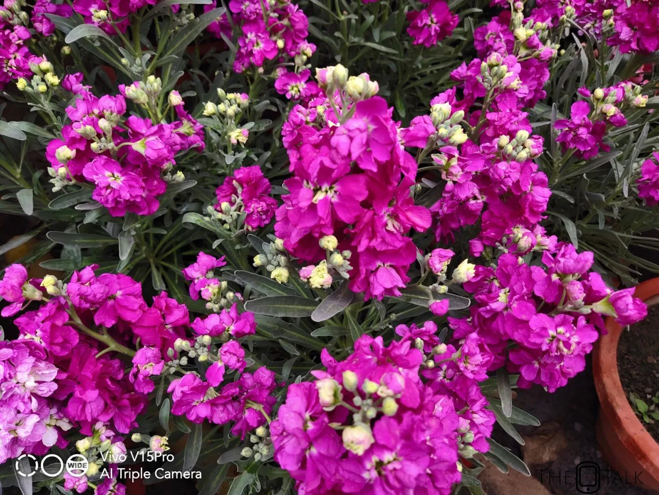 Vivo V15 Pro Review Camera Sample