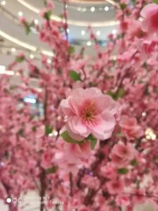 Xiaomi Mi 9 Review - Daylight Camera Sample 4