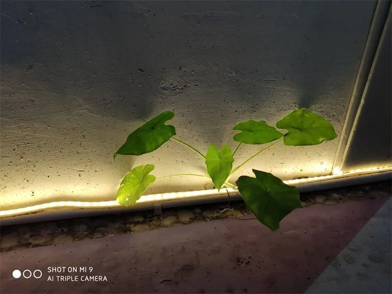 Xiaomi Mi 9 Review - Nightlight Camera Samples 6