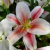 Realme-3-Pro-Review-Camera Sample
