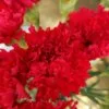 Realme-3-Pro-Review-Camera Sample-2