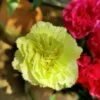 Realme-3-Pro-Review-Camera Sample-3