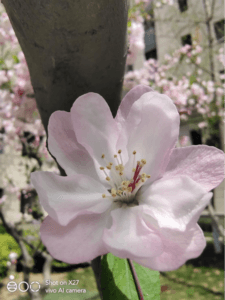 Vivo X27 Review - Macro Mode 1