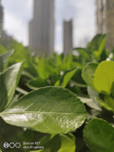 Vivo X27 Review - Macro Mode