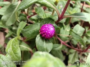 Macro Mode Z1 Pro Camera Sample