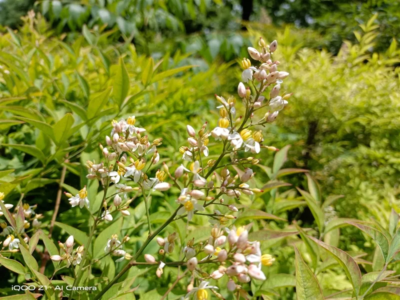 iqoo-z1-5g-phone-review-10-1